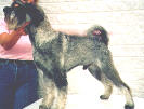 Swe,  Fin & Norw Ch Argenta's Yeoman Yankee 