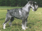 Swe & Norw Ch, Int Elite Obedience Ch, Swe & Norw Obedience Ch, LP, Swe & Norw Obedience Ch, LP, KORAD (armydog mentality test) Argenta's Dorothea