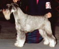 Int, Am, Swe, Fin & Norw Ch, Kbsg Argenta's Eleonora