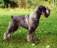 Int, Swe, Fin, Dan & Norw Ch, Brussel Winner '95 Argenta's Galathea