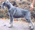 Swe Ch Argenta's Isadora
