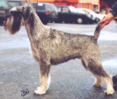 Int, Swe, Fin, Norw & Dk Ch, Nordic Winner '95, Copenhagen Winner '96,  LP Argenta's Noreen