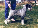 Swe Ch Argenta's Olivia