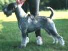 Swe Ch Brussel Winner '95 Argenta's Regina