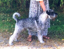 Swe Ch Argenta's Robinsson