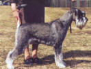 Swe Ch Argenta's Sherman