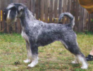 Int, Swe, Fin, Dan & Norw Ch,  Berlin Winner '00 Argenta's Tallulah