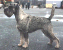 Int, Swe, Dan, Norw & Fin Ch, Bsg '98, Berlin Winner '99 Argenta's Xanthia