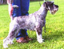 Swe Ch Argenta's Yocelyn