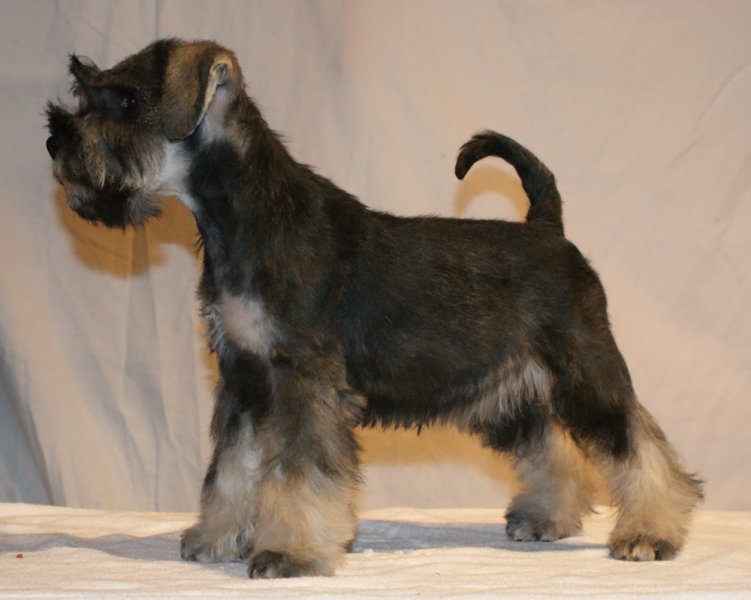 kenja-stand1