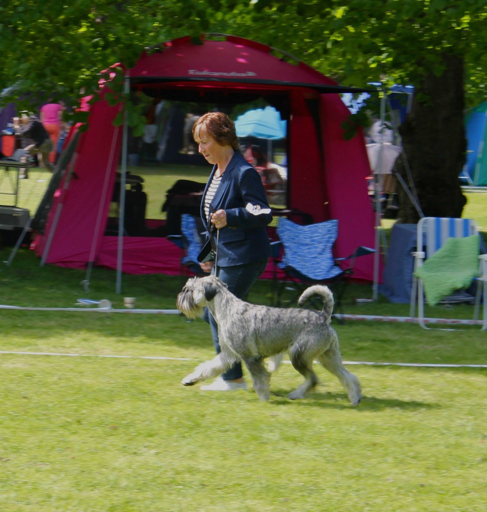 Ch Argenta’s Jameson Kennel Argenta