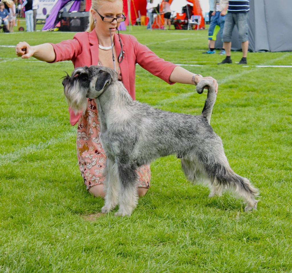 Ch Argenta’s Jasper Kennel Argenta