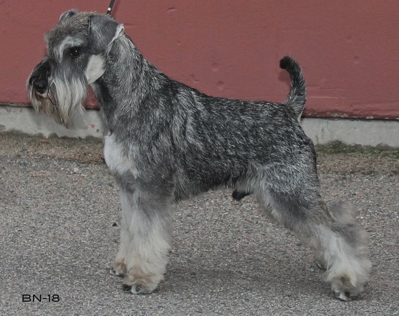 Imported Miniature Schnauzer Kennel Argenta