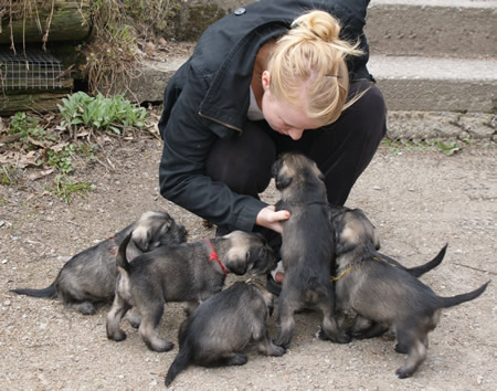 Cornelia and the pups
