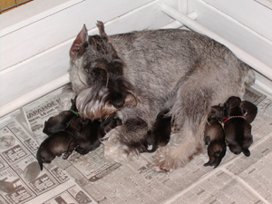 Geistvoll Back to Basics with her first litter