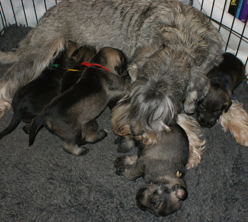 Cara and her pups
